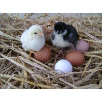 Durham Hens Limited Logo