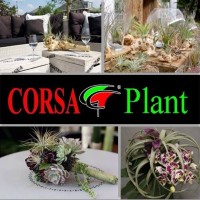Corsa Plant Logo