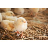 Poultry Partners Logo