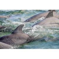 Wild Fotos Logo