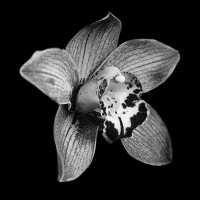 Orchid Unique Logo