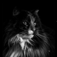 Bella Sasso Premium Cat Litter Logo