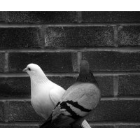Pigeon Face Publishing Logo