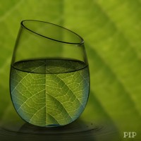 Kratom United Logo