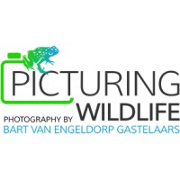 Picturing Wildlife Logo