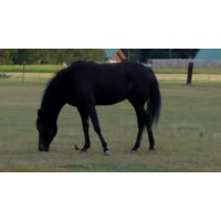 Skytop Staffing, Seattle WA Logo