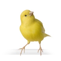 Canary Sound Design, LLC Logo
