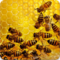 Apiary Book Logo