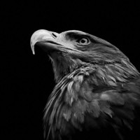 TMD Coaching Limited Logo