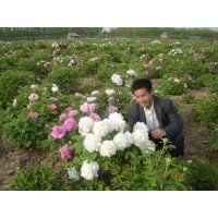 Peony Group Limited Logo