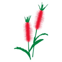 Australiana Botanicals Inc Logo