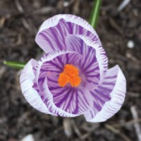 Garden Design LLC Logo