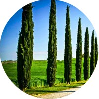 Cypress Consulting Logo