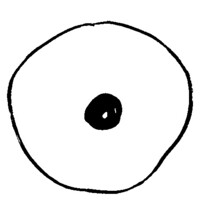 Radicle Collective Logo