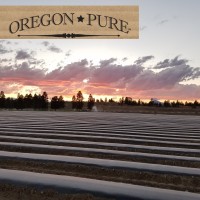Oregon Pure Logo
