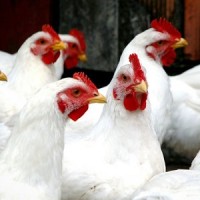 Kennisplatform Veehouderij en humane gezondheid Logo