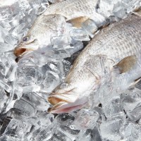 Mainstream Aquaculture Group Logo