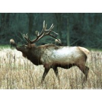 Elks Saint Louis Lodge #9 Logo