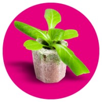 GROWFOAM® Logo