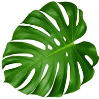 Hawaii Dermatology and Plastic Surgery Centers Logo