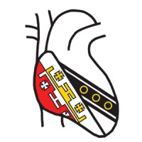Selwyn College Medical and Veterinary Society Logo