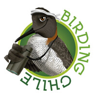 Birding Chile Logo