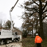 Morales Tree Service Logo