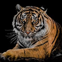 Tax Tiger San Diego Logo