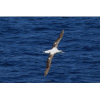 Albain Institute Logo