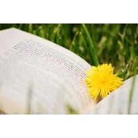Dandelion Vault LLC Logo