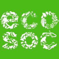 Ecosoc SU Logo