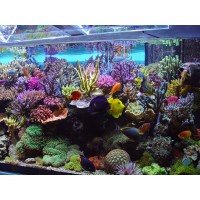 Normal Aquatics Logo