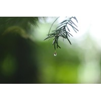 Raindrop Gardening Logo