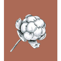 Cloudberry Writing Logo