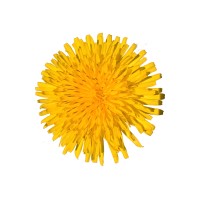 Dandelion Logo