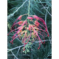 estudio de paisajismo valeria hermida Logo