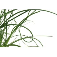Plantrent Group Logo