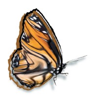 Metamorphosis Graphic Design Logo
