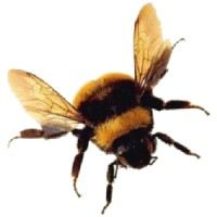 avobee Logo