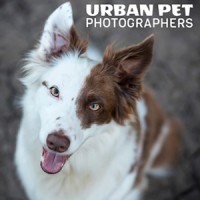 Urban Pet Photographers Logo