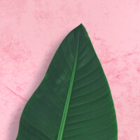 Made Natural B.V. Logo