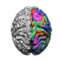 Neuro Cranial Integration Logo