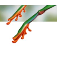 Leapfrog Strategy Consulting Logo