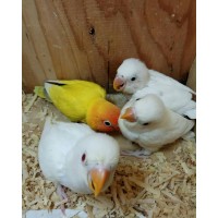 Lovebird Craft Farm Logo