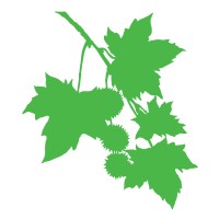 PLANE ARBORICULTURE LIMITED Logo