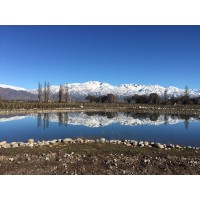 MENDEL WINES / REVANCHA VINOS Logo