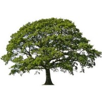 Lime Tree Consulting Limited Logo