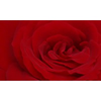 Rosebrook Classical Logo