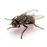 Buzzin Media Limited Logo