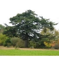 TALL TREE TRANSLATIONS LTD Logo